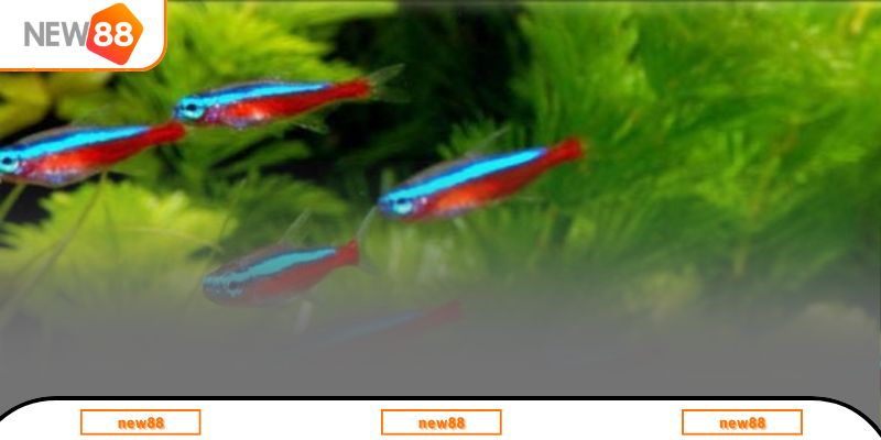 Thông điệp của nằm mơ thấy cá bơi trong bể