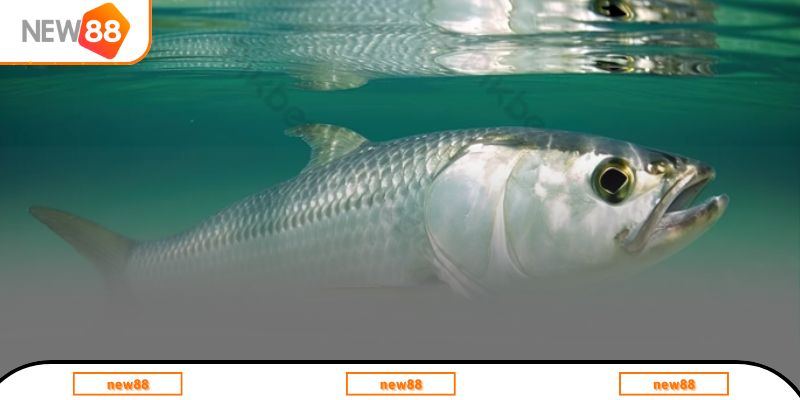 Giải mã chiêm bao nằm mơ thấy cá bơi trong hồ